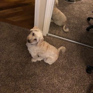 Meet your Posher, Treavor